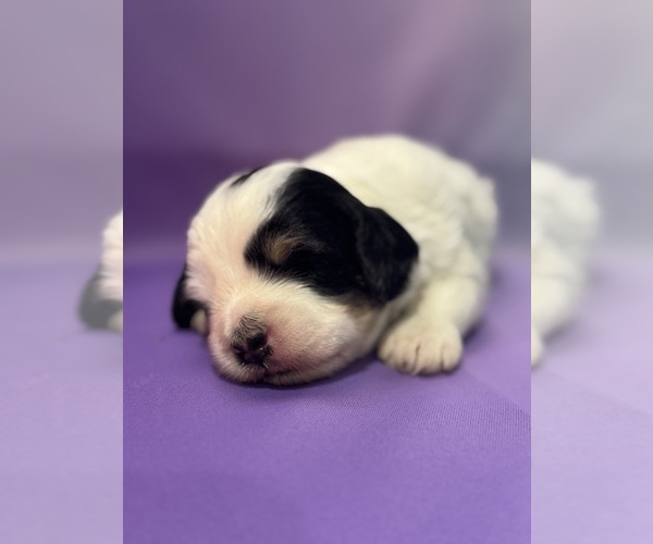 Medium Photo #2 Bernedoodle (Miniature) Puppy For Sale in LONGMONT, CO, USA