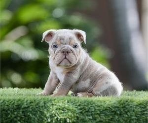 English Bulldog Puppy for sale in MIAMI, FL, USA