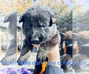 German Shepherd Dog Puppy for Sale in BESSEMER CITY, North Carolina USA