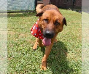 German Shepherd Dog-Unknown Mix Dogs for adoption in San Antonio, TX, USA
