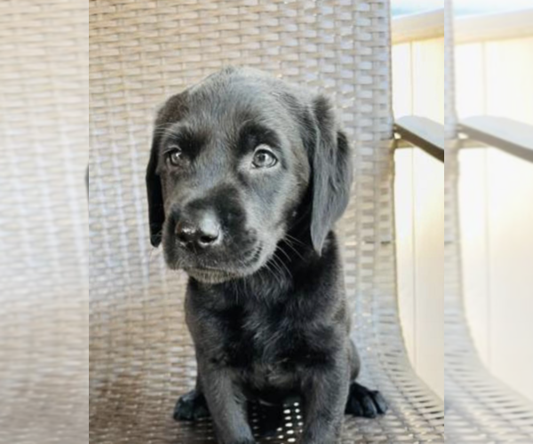 Medium Photo #1 Labrador Retriever Puppy For Sale in HUNTINGTN BCH, CA, USA