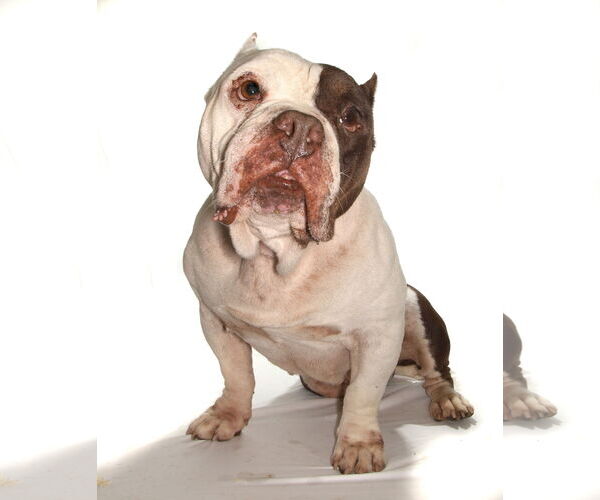 Medium Photo #3 Bulldog Puppy For Sale in Oakland Park, FL, USA