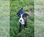Small #1 Mutt