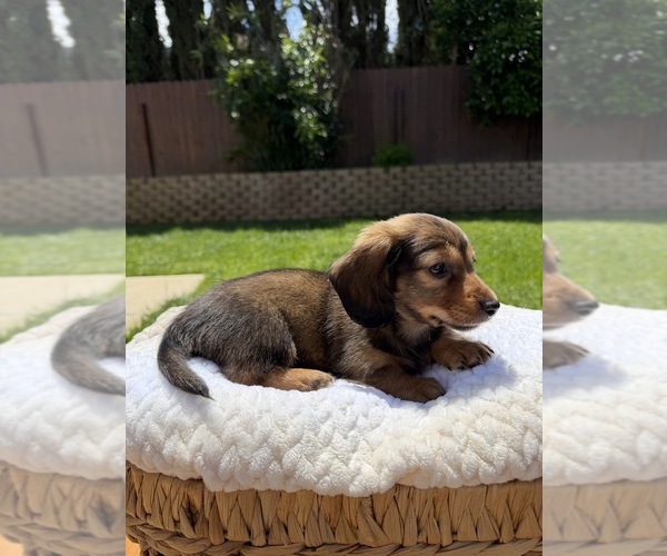 Medium Photo #2 Dachshund Puppy For Sale in NORTH HIGHLANDS, CA, USA