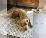 Small #5 Labrador Retriever Mix