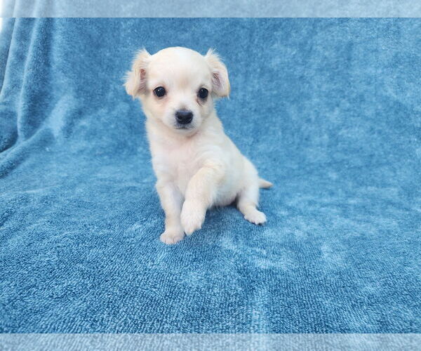 Medium Photo #3 Chihuahua-Unknown Mix Puppy For Sale in San Francisco, CA, USA