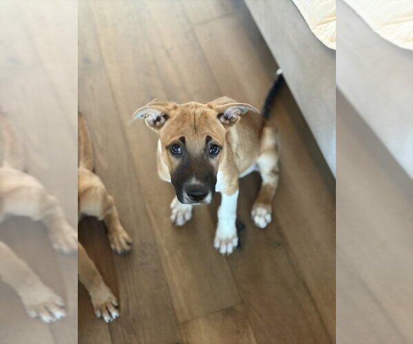 Medium Photo #2 Mutt Puppy For Sale in Dana Point, CA, USA