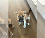 Small #1 Mutt