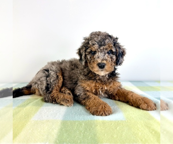 Medium Photo #2 Bernedoodle (Miniature) Puppy For Sale in GREENFIELD, IN, USA