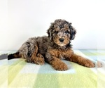 Small #1 Bernedoodle (Miniature)