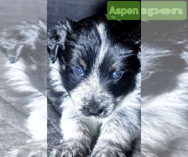 Medium Photo #17 Border-Aussie Puppy For Sale in ROY, UT, USA