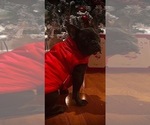 Small Photo #1 French Bulldog Puppy For Sale in BEREA, KY, USA