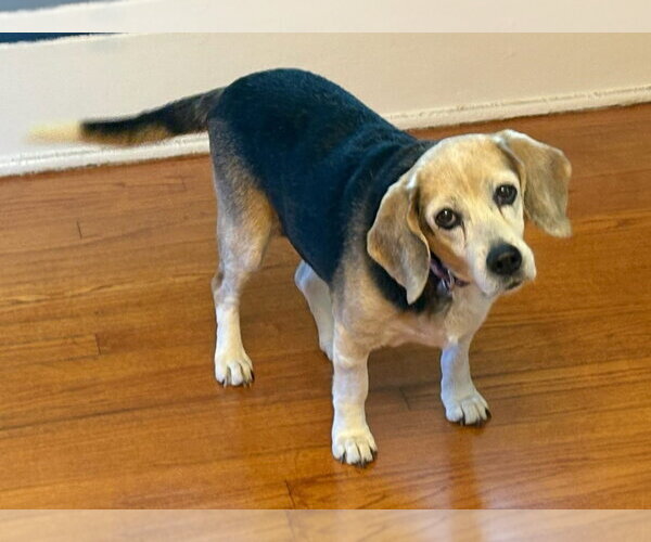 Medium Photo #1 Beagle Puppy For Sale in Dunnellon, FL, USA