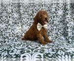 Small #1 Goldendoodle (Miniature)