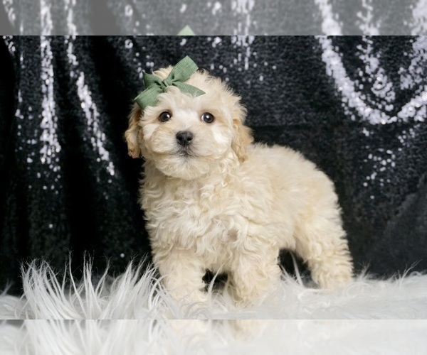 Medium Photo #6 Maltipoo (Miniature) Puppy For Sale in WARSAW, IN, USA