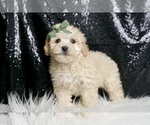 Small Photo #6 Maltipoo (Miniature) Puppy For Sale in WARSAW, IN, USA
