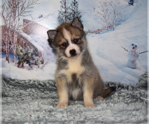 Medium Photo #1 Pomsky Puppy For Sale in BARNESVILLE, KS, USA