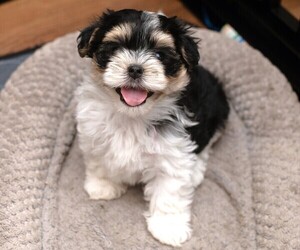 Morkie Puppy for sale in EL CAJON, CA, USA