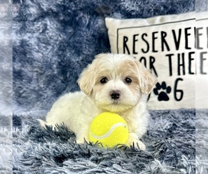 Maltipoo Puppy for sale in GREENFIELD, IN, USA