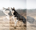 Small Photo #4 Siberian Husky Puppy For Sale in CANTON, MO, USA