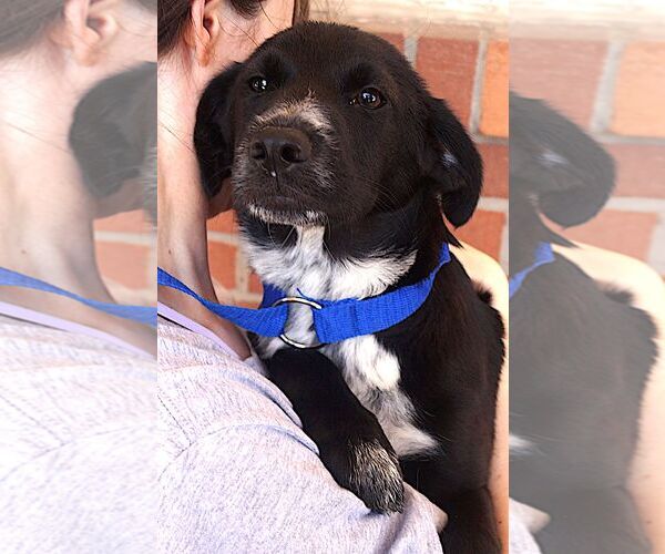 Medium Photo #2 Border Collie-Unknown Mix Puppy For Sale in Carrollton, TX, USA