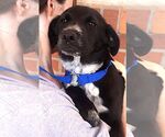 Small #1 Border Collie Mix