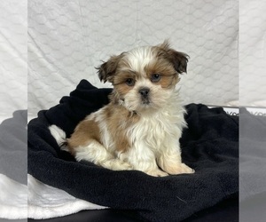 Shih Tzu Puppy for sale in INDIANAPOLIS, IN, USA