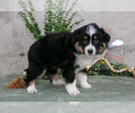 Small #2 Australian Shepherd