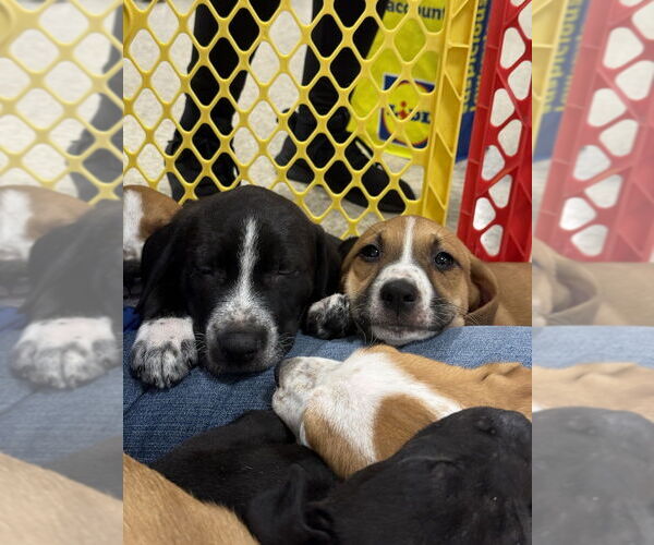 Medium Photo #4 Mutt Puppy For Sale in Wenonah, NJ, USA