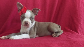 Boston Terrier Puppy for sale in LANCASTER, PA, USA