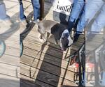 Small American Staffordshire Terrier Mix