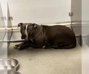 Mutt Dogs for adoption in Modesto, CA, USA