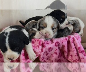 Pembroke Welsh Corgi-Poodle (Miniature) Mix Puppy for sale in ARGOS, IN, USA