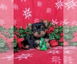 Small Photo #2 Yorkshire Terrier Puppy For Sale in LINCOLN UNIVERSITY, PA, USA