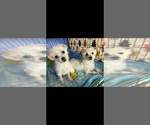 Small #4 Maltese Mix