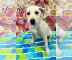 Small #2 Labrador Retriever