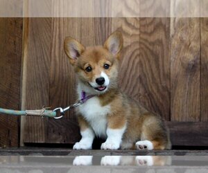 Pembroke Welsh Corgi Puppy for sale in FAIR GROVE, MO, USA