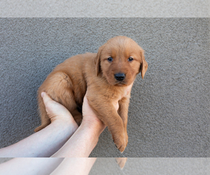 Medium Golden Retriever