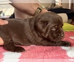Small #1 Labrador Retriever