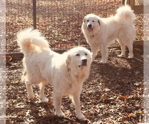 Mother of the Great Pyrenees puppies born on 03/20/2019