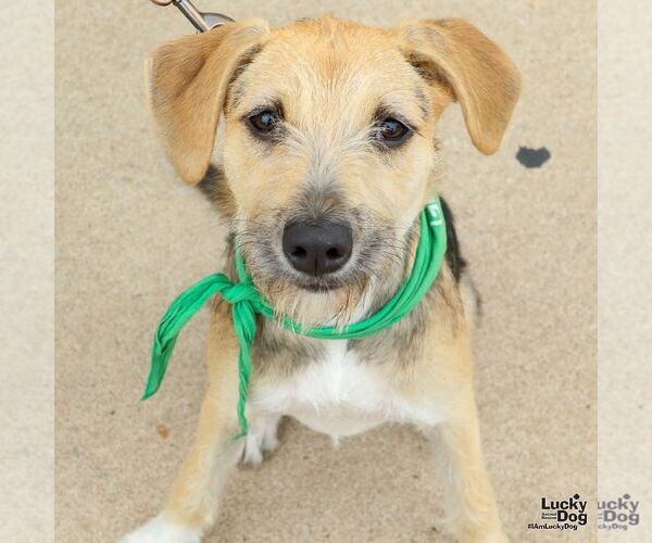 Medium Photo #8 Mutt Puppy For Sale in Washington, DC, USA