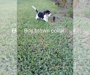 Beagle Harrier Puppy for sale in COCOA, FL, USA