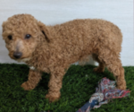 Small Photo #1 Cockapoo (Miniature) Puppy For Sale in GOSHEN, IN, USA