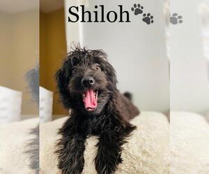 Pomeranian-Poodle (Toy) Mix Puppy for sale in COOKEVILLE, TN, USA
