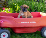 Puppy Ruger Boxer