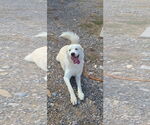 Small #6 Great Pyrenees