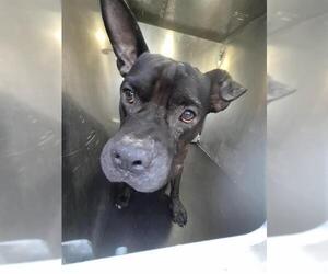 American Staffordshire Terrier-Unknown Mix Dogs for adoption in San Antonio, TX, USA