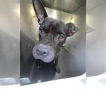 Small American Staffordshire Terrier Mix