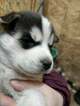 Small Photo #12 Siberian Husky Puppy For Sale in ELLENDALE, MN, USA