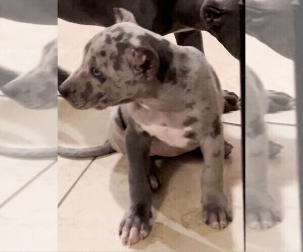 Medium Photo #6 American Bully Puppy For Sale in MANOR, TX, USA